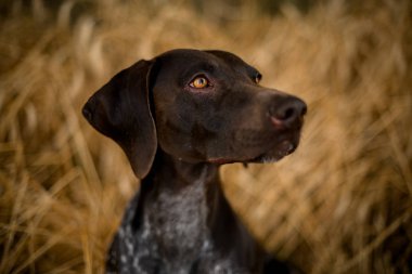 Altın alanda yan bakarak konsanted koyu renk kahverengi köpek