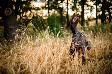 Altın alanda arka ayakları üzerinde oturan koyu renkli kahverengi köpek