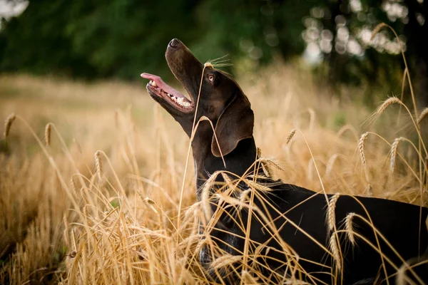 Mutlu koyu renkli köpek alanda dilini dışarı yapışmasını yukarı bakıyor — Stok fotoğraf