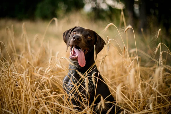 Happy dark color dog sitting sticking out his tongue in the field — Stock Photo, Image