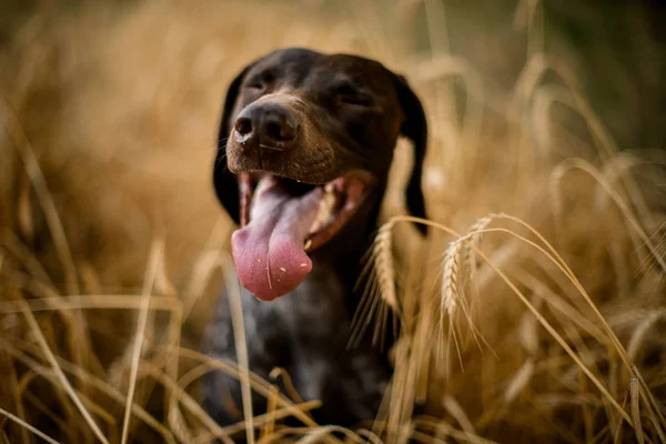 Felice colore scuro cane chiudendo gli occhi sporgendo la lingua nel campo — Foto Stock