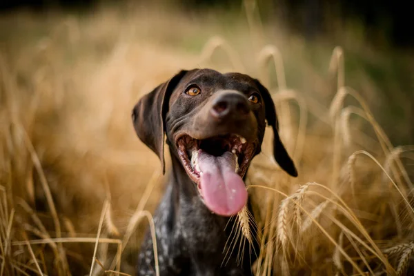 彼の舌を突き出してフィールドに座って幸せな暗い色の犬 — ストック写真