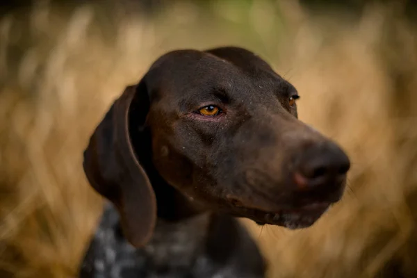 Серйозний коричневий темний собака дивиться на сторону в золотому полі — стокове фото