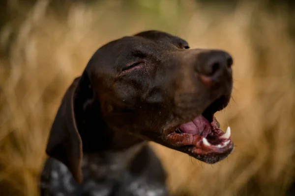 Color marrón oscuro perro bosteza en el campo de oro —  Fotos de Stock