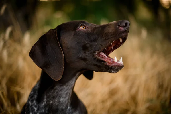 Perro marrón de color oscuro ladrando en el campo dorado —  Fotos de Stock