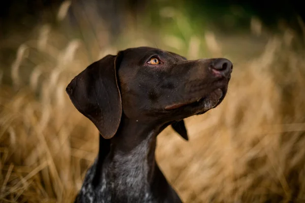 Brązowy ciemny kolor psa patrząc na bok w Złotym polu — Zdjęcie stockowe