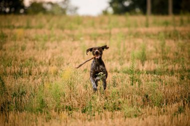 Mutlu koyu kahverengi köpek dişleri bir sopa ile altın alanda çalışan