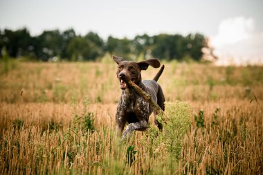 Koyu kahverengi köpek dişleri bir sopa ile alanında çalışan