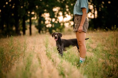 Koyu kahverengi köpek kız bacakları yakınında alanda ayakta