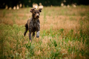 Tarlada koşan koyu kahverengi köpek
