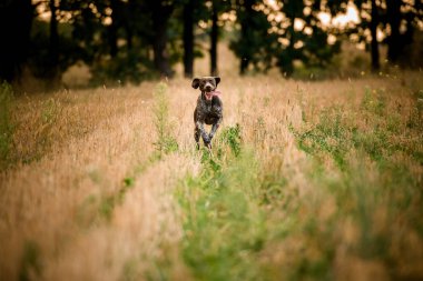 Dilini dışarı sokan tarlada koşan koyu kahverengi köpek