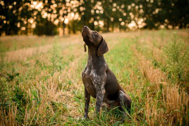 Koyu kahverengi köpek alana bakıyor