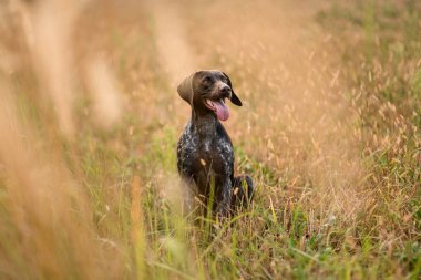 Altın çiviler arasında oturan kahverengi köpek ağzını açın