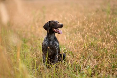 Altın başaklar arasında oturan mutlu kahverengi köpek yan bakarak ağzını açın