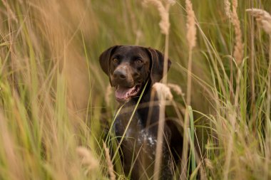 Altın çiviler arasında duran kahverengi köpek ağzını açın