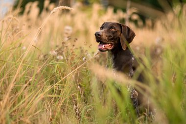 Dilini dışarı çıkan altın çiviler arasında duran koyu kahverengi köpek