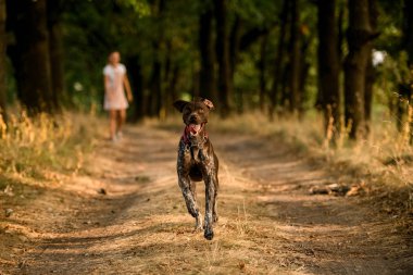 Mutlu kahverengi köpek onunla oynanan bir kız ile ormanda yolda çalışan