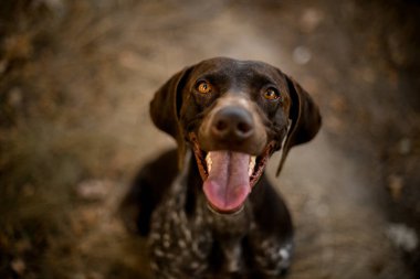Mutlu kahverengi köpek ormanda açık ağız yolda kuru çim üzerinde oturan