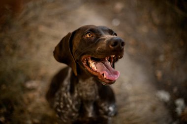 Mutlu kahverengi köpek yolda açık ağız üzerinde kuru çim üzerinde oturan ve ormanda bakarak