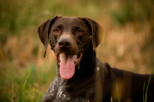 Feliz perro de color marrón oscuro tirado en el campo sobresaliendo de su lengua —  Fotos de Stock