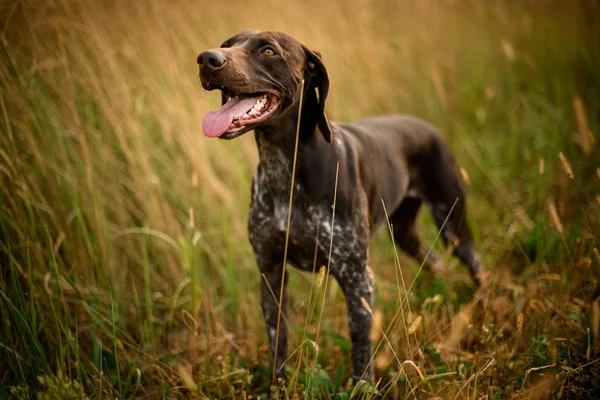 Mørkebrun hund kigger op og stikker tungen ud på den gyldne mark - Stock-foto