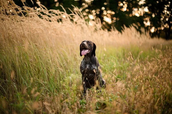 Koyu kahverengi köpek altın spikelets arasında oturan dilini dışarı sımparatarak yukarı bakıyor — Stok fotoğraf