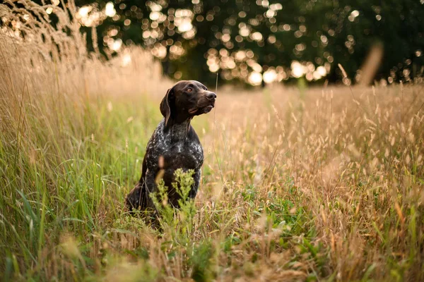 Altın başaklar arasında oturan üzgün kahverengi köpek — Stok fotoğraf