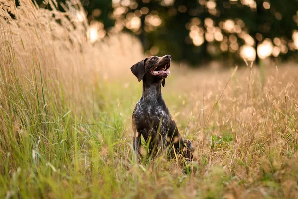 Altın başaklar arasında oturan mutlu kahverengi köpek yukarı bakarak ağzını açın — Stok fotoğraf