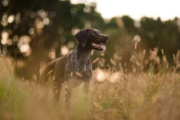 Concetrado perro marrón oscuro de pie entre las espiguillas de oro —  Fotos de Stock