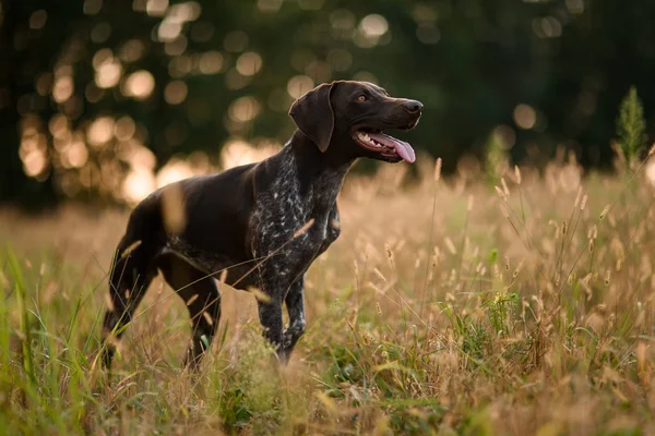 Concetrado perro de color marrón oscuro de pie entre las espiguillas de oro que sobresalen de su lengua —  Fotos de Stock