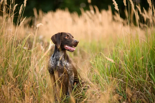 Браун собака сидить серед золотих колоски відкрити рот — стокове фото