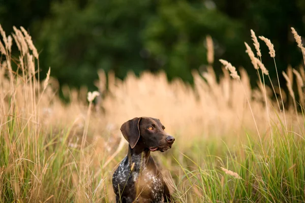 深棕色的狗坐在金色的尖刺中间，看着森林附近的一边 — 图库照片