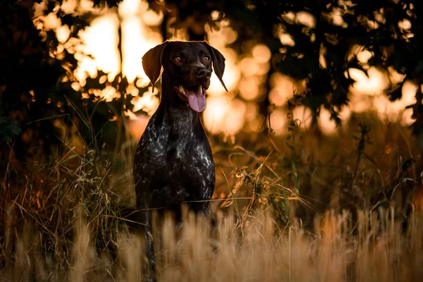 Excited brown dog sitting among trees in the forest open his mouth