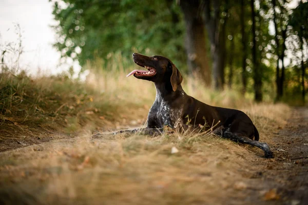 秋の森の乾いた草の上に横たわる茶色の犬 — ストック写真