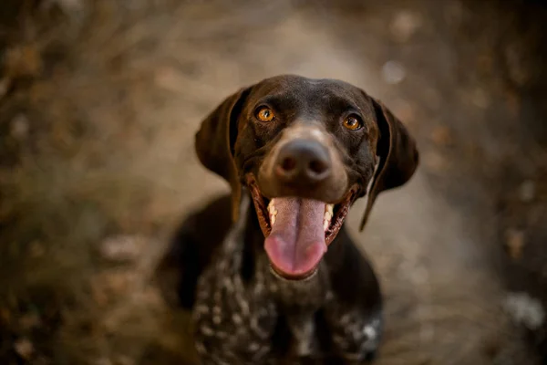森の中の口を開く道の乾いた草の上に座っている幸せな茶色の犬 — ストック写真