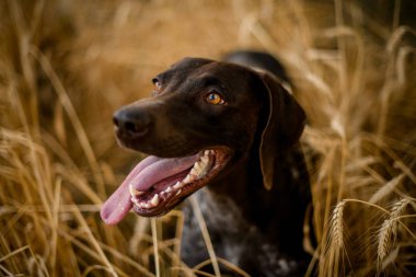Kahverengi koyu köpek alanında dilini dışarı yapışmasını yan bakıyor