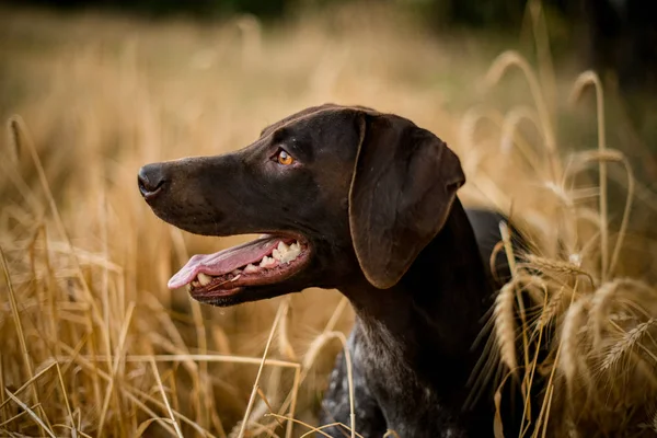 Chien de couleur sombre regardant le côté qui sort sa langue dans le champ — Photo