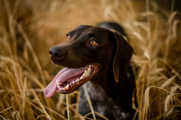 Perro marrón oscuro mirando el lado que sobresale de su lengua en el campo —  Fotos de Stock