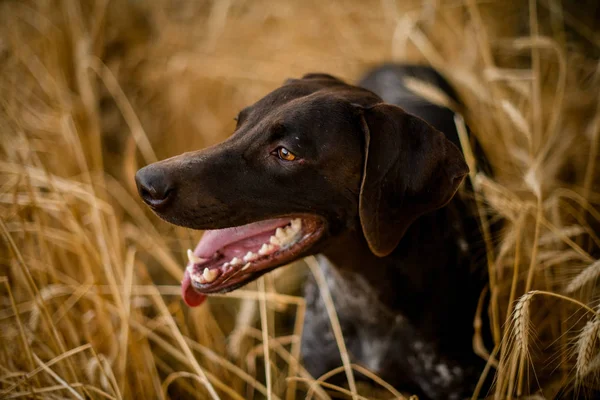 Perro de color marrón oscuro activo mirando el lado que sobresale de su lengua en el campo —  Fotos de Stock