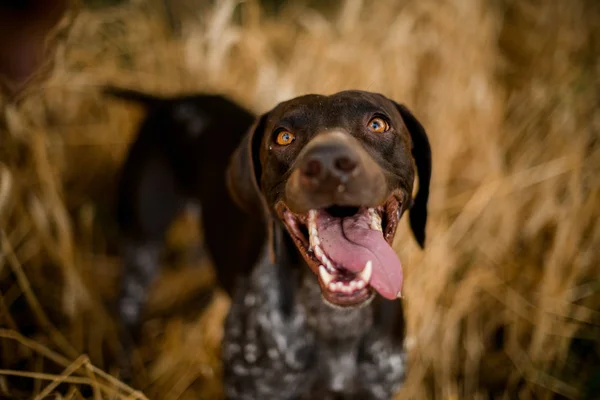 Feliz perro de color oscuro marrón mirando a la cámara que sobresale de su lengua en el campo —  Fotos de Stock