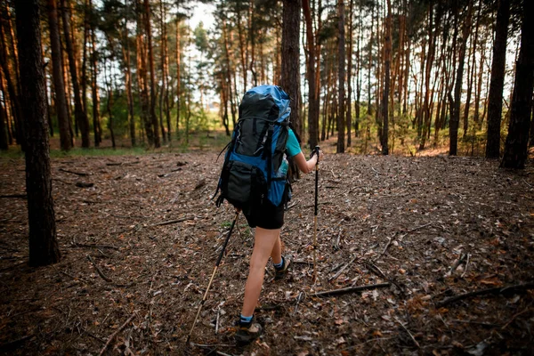 Vista posteriore. Donna turista con zaino e bastoni tra le mani cammina attraverso la foresta — Foto Stock