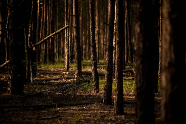 Belle vue sur la clairière forestière avec de grands pins. — Photo