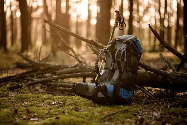 Närbild av sport ryggsäck som ligger nära fallna träd i skogen — Stockfoto