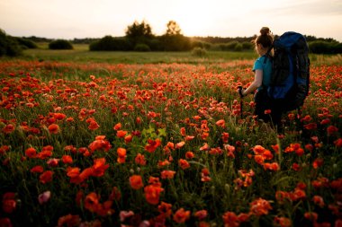 Haşhaş tarlasında yürüyen sırt çantalı ve sopalı çekici bir kadın.