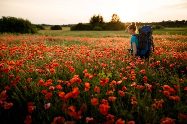 Sırt çantalı ve sopalı genç bayan turist haşhaş tarlasında yürüyor.