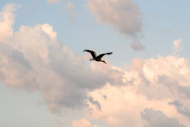 Gökyüzünde uçan leyleğin güzel manzarası.