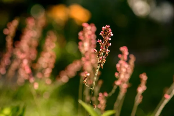 Wazig zicht op het veld met kleurrijke zomer wilde bloemen — Stockfoto