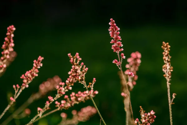 Beautiful summertime pink wild flowers in field — Stock Photo, Image