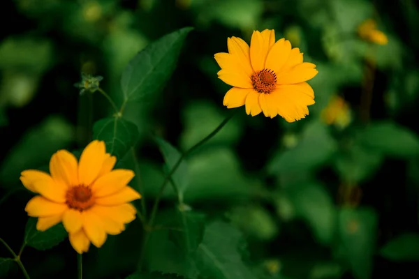 Varios hermosa flor floreciente de color amarillo brillante . — Foto de Stock