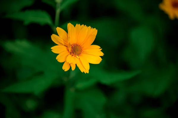 Close-up view of bright yellow colored blooming flower. — Stock Photo, Image